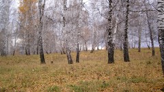 Autumn forests