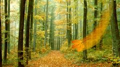 Autumn forests leaves fallen