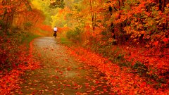 Autumn forests leaves paths