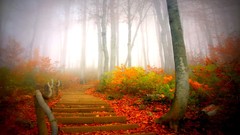 Autumn forests paths mist