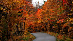 Autumn forests roads