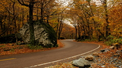 Autumn forests roads