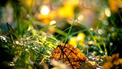 Autumn grass fallen leaves