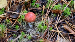 Autumn Green mushrooms forests