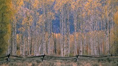 Autumn hole Wyoming Aspen