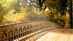 Autumn Landscapes Trees