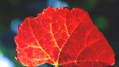 Autumn leaf in Vineyards
