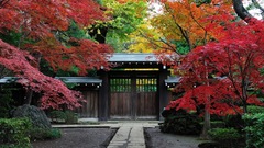 Autumn leaves country gate