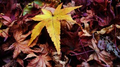 Autumn leaves fallen