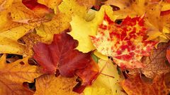 Autumn leaves fallen leaves