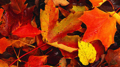 Autumn leaves fallen leaves