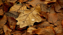 Autumn leaves fallen leaves