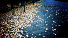 Autumn leaves fallen leaves