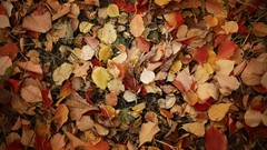 Autumn leaves fallen leaves