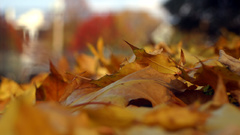 Autumn leaves fallen leaves
