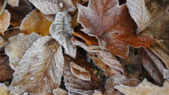 Autumn leaves Frozen