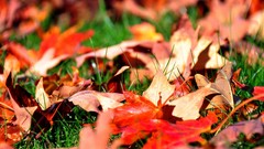 Autumn leaves grass fallen