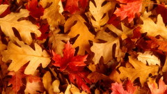 Autumn leaves leaf red
