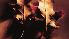 Autumn leaves macro fallen