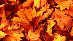 Autumn leaves nature