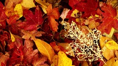 Autumn leaves nature