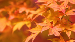 Autumn leaves Plants