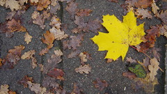 Autumn leaves Plants fallen