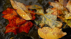 Autumn leaves ponds rivers