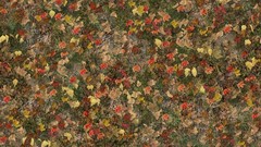 Autumn leaves Textures fallen