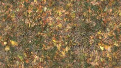 Autumn leaves Textures fallen