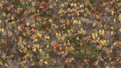 Autumn leaves Textures fallen
