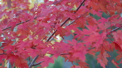 Autumn maple leaves nature