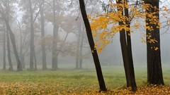 Autumn mist forests