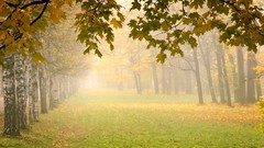 Autumn mist forests