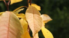 Autumn multicolor yellow leaves
