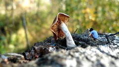 Autumn mushrooms children Plants miniature Photo manipulation 
