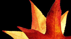 Autumn nature background and