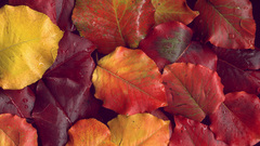 Autumn nature wet leaves