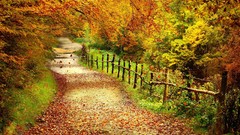 Autumn paths
