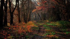 Autumn paths