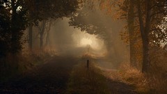 Autumn paths forests