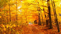 Autumn paths nature Trees