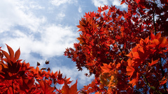 Autumn photo high Michael Resolution faes