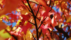 Autumn red color leaves