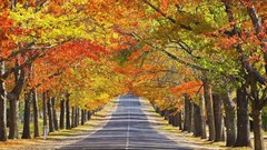 Autumn roads