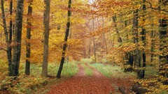 Autumn roads forests