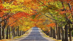 Autumn roads Landscapes Trees