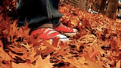 Autumn Shoes Converse sneakers