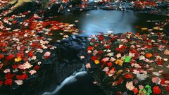 Autumn south leaf Tennessee