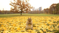 Autumn squirrels Parks